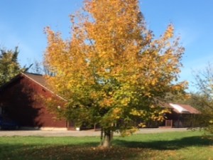 Photo of tree in front of lodge in autumn colours
