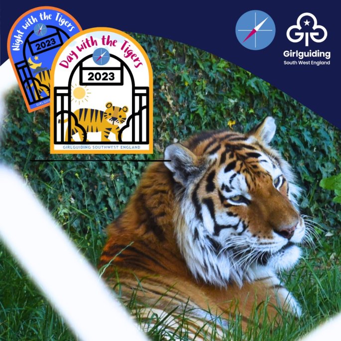 Photo of a tiger, with the Girlguiding South West England logo and 'Day with the tigers' and 'Night with the tigers' badges