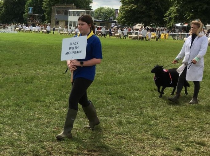 A girl Guide leads out the black welsh mountain sheep category at the Bath & West show